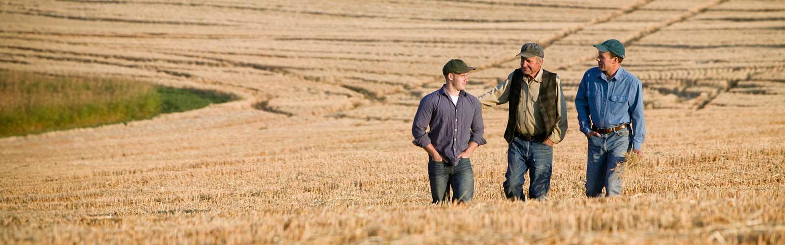 rolnicy idący polem