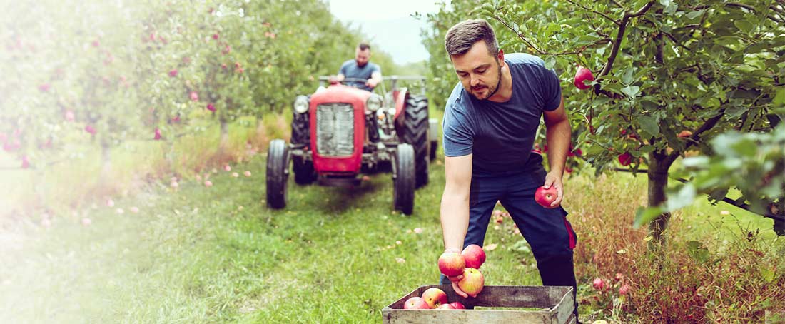 rolnik zbierający jabłka na plantancji