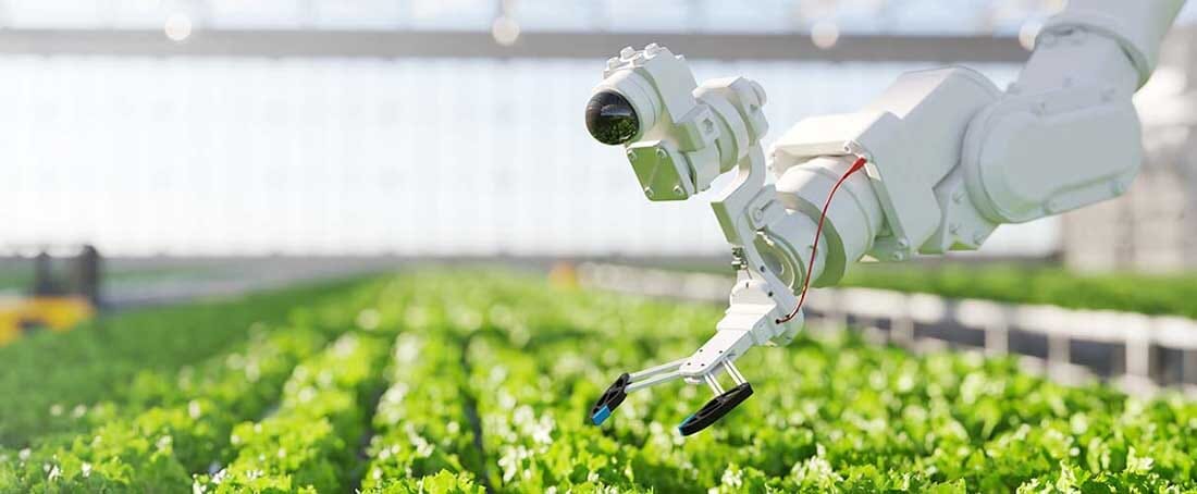 robot w szklarni z uprawą sałaty