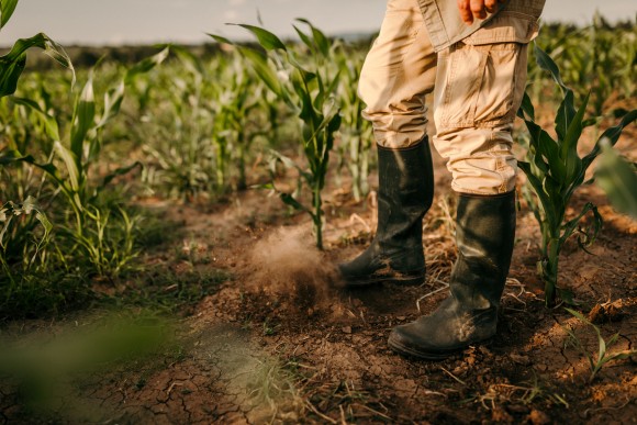 Stojący rolnik na odpowiedzialnym polu kukurydzy.